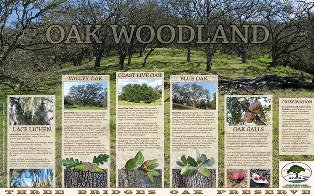 Oak Trees - Oak Woodland Trail, East Side